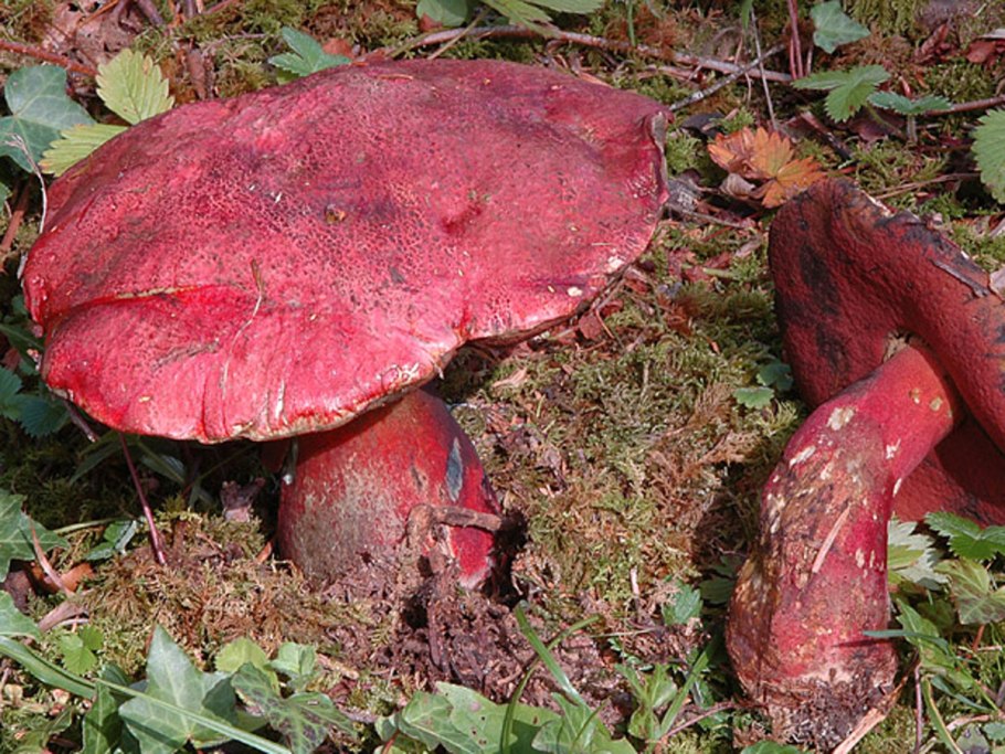 Боровик девичий (Boletus appendiculatus)