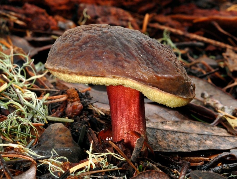 Boletus luridus Дубовик обыкновенный