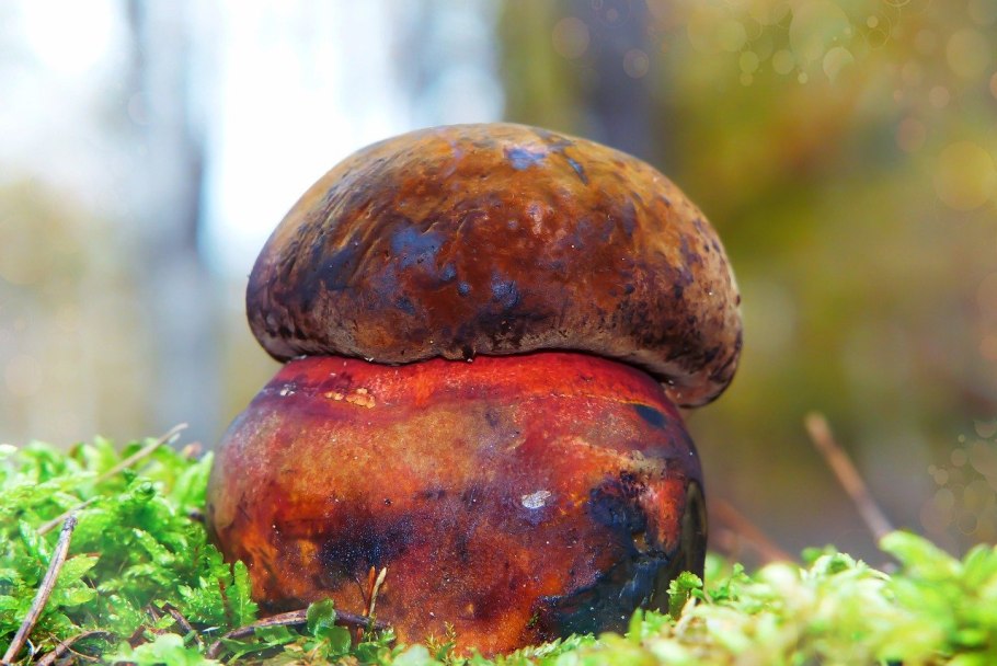 Боровик крапчатый