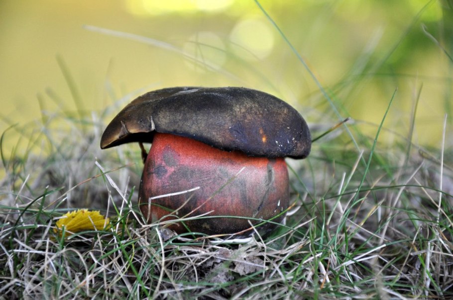 Дубовик крапчатый Boletus erythropus