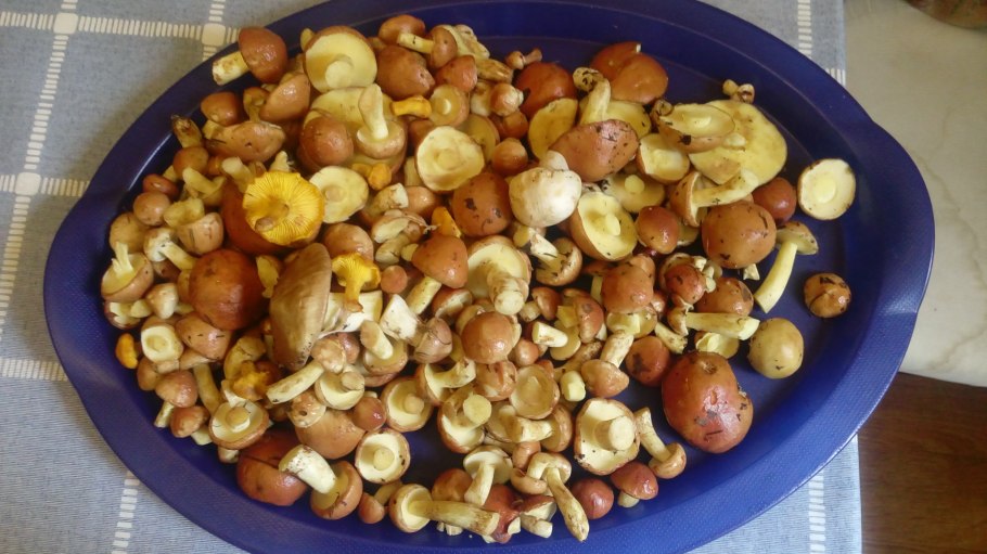 Гриб масленок