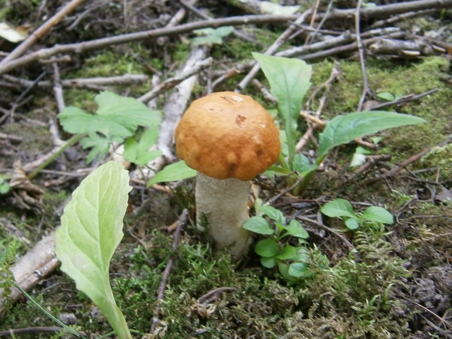 Подосиновик красноголовик