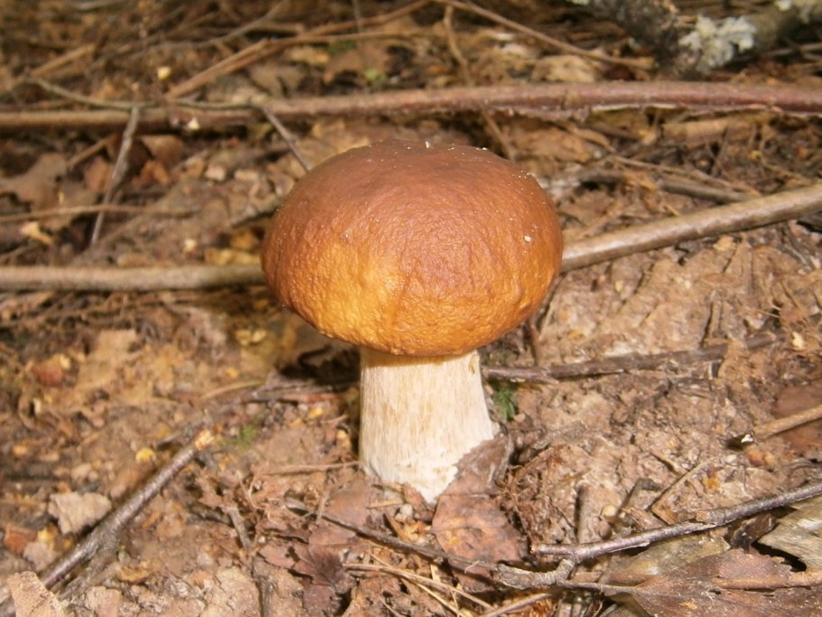 Грибы белый гриб