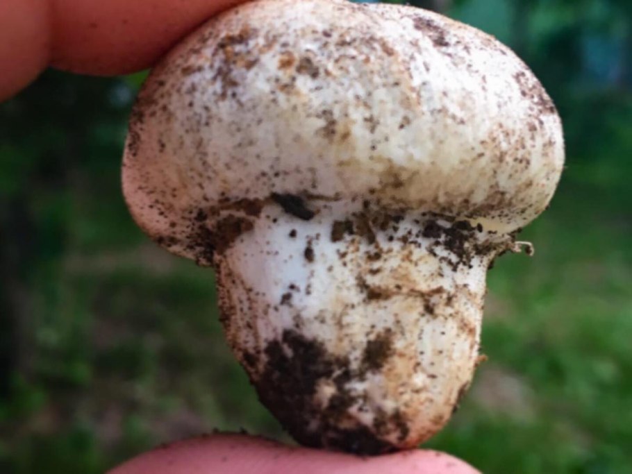 Гриб шампиньон двукольцевой