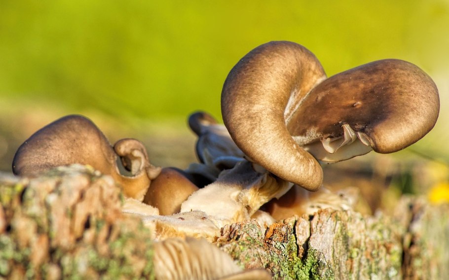 Древесные грибы