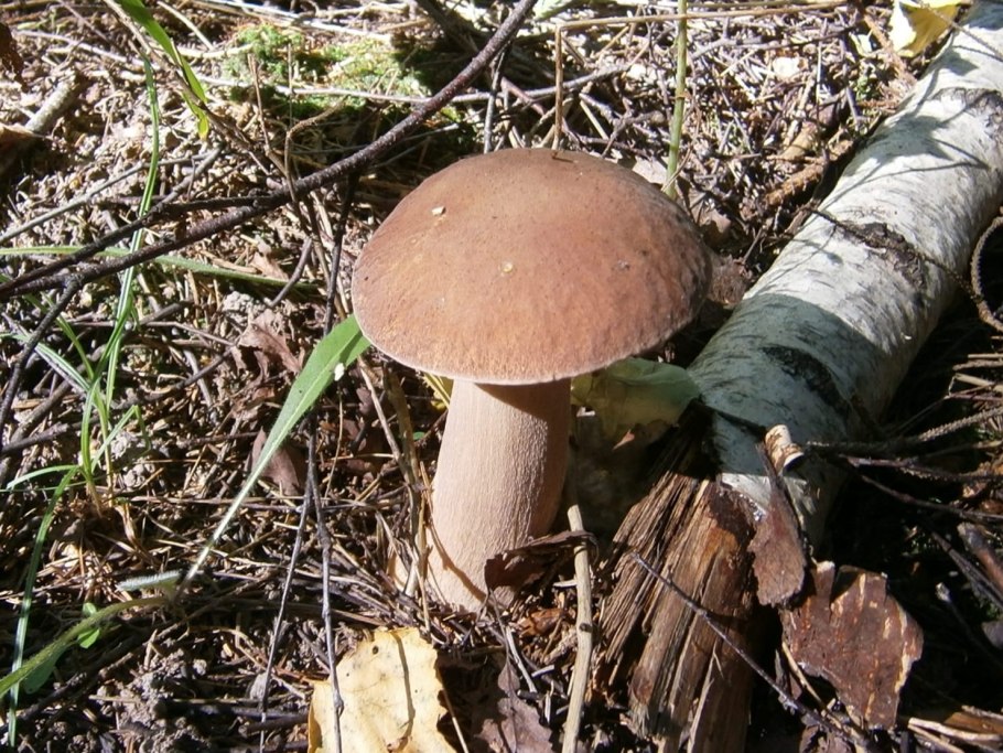 Гриб подберезовик