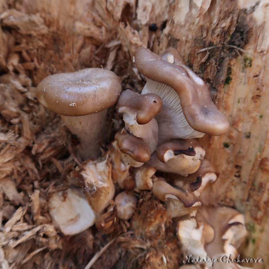 Вёшенка устричная pleurotus ostreatus
