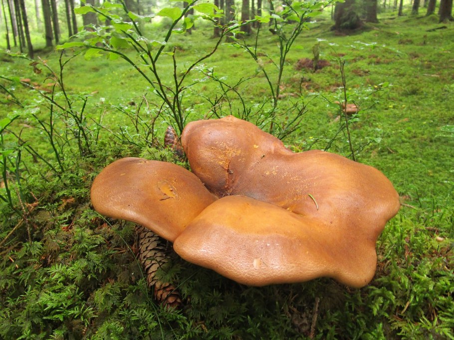 Лечебные грибы