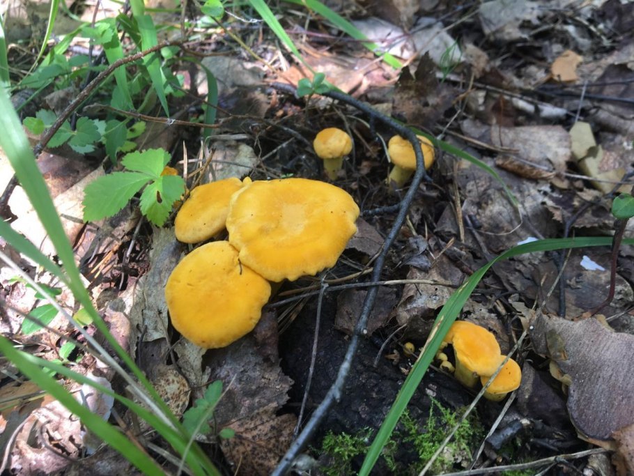 Гриб лисичка