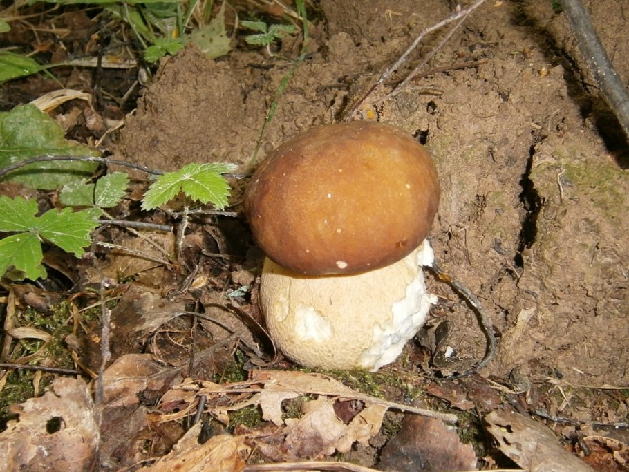 Гриб боровик