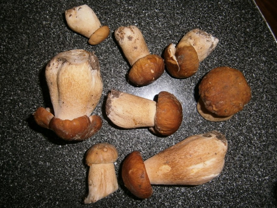 Грибы белый гриб