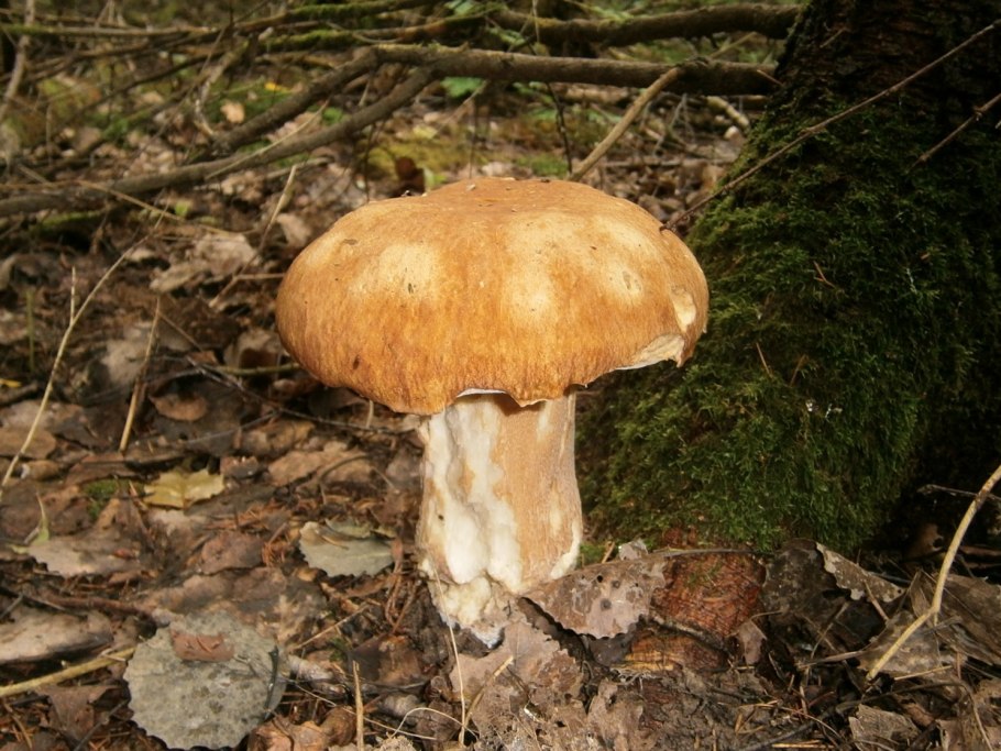 Финский белый гриб