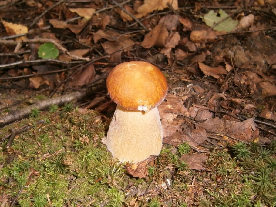 Боровик белый гриб