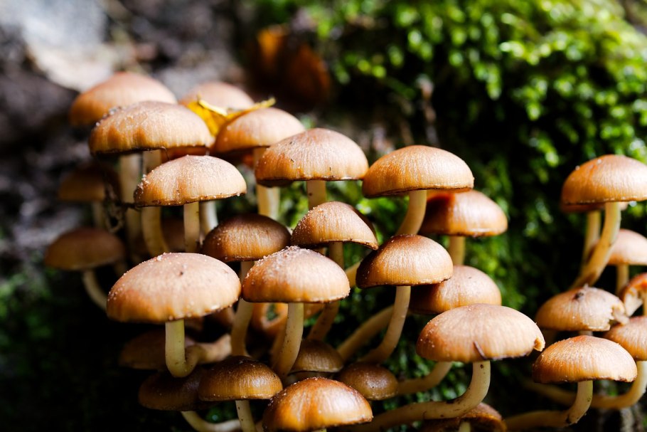 Летний опенок kuehneromyces mutabilis