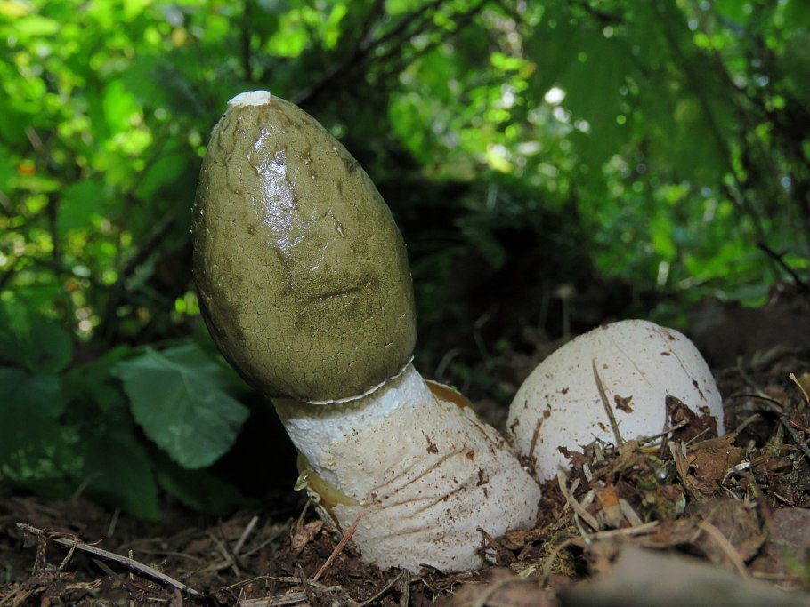 Весёлка обыкновенная гриб