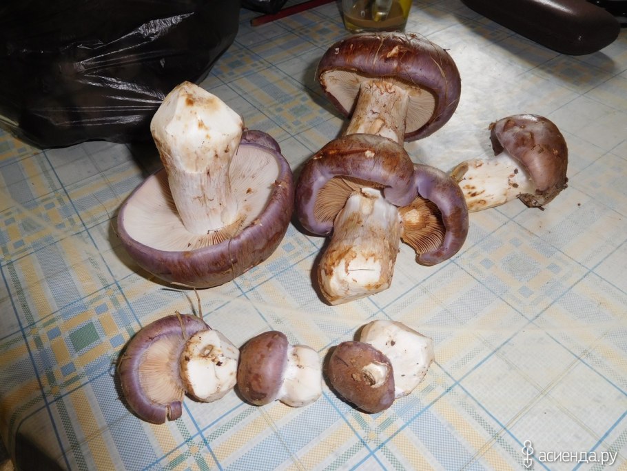 Паутинник голубовато опоясанный cortinarius balteatocumatilis