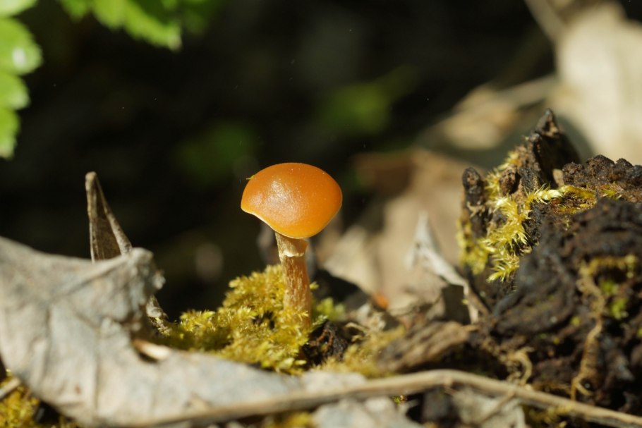 Галерина окаймленная