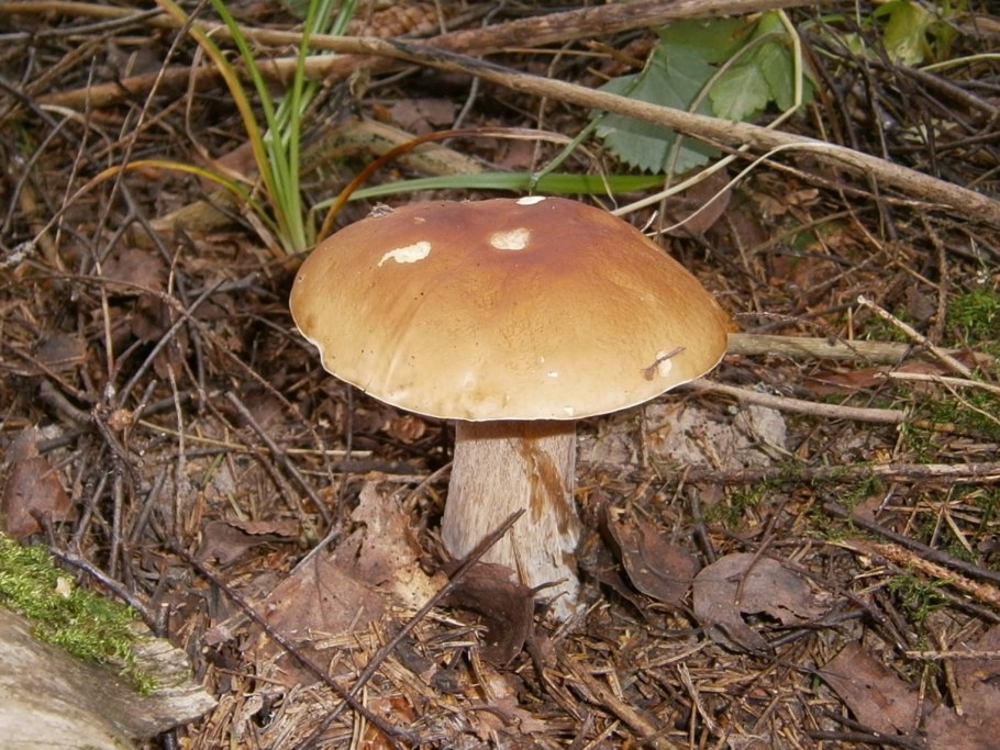 Белый гриб еловый боровик