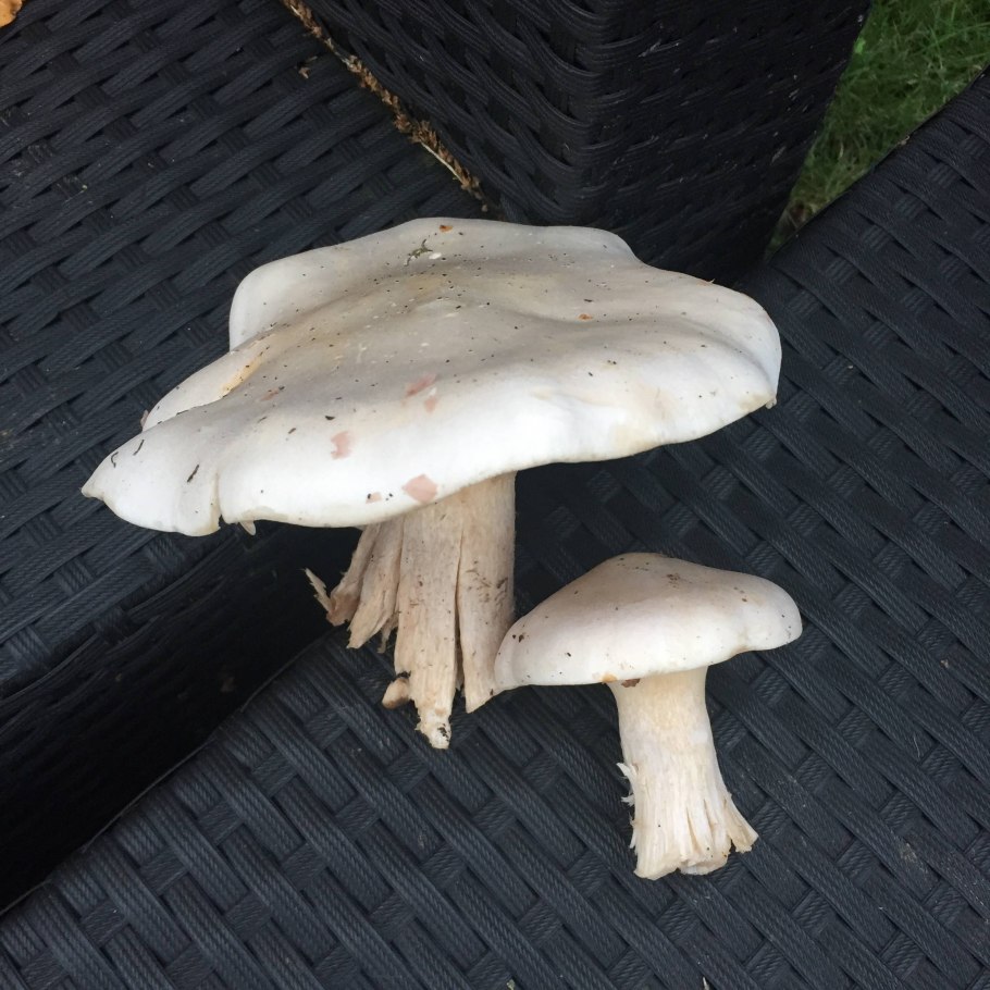 Говорушка гриб