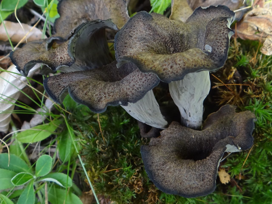 Craterellus calicornucopioides