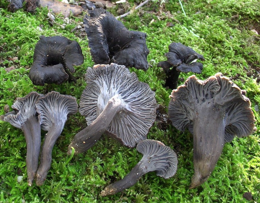Craterellus cinereus