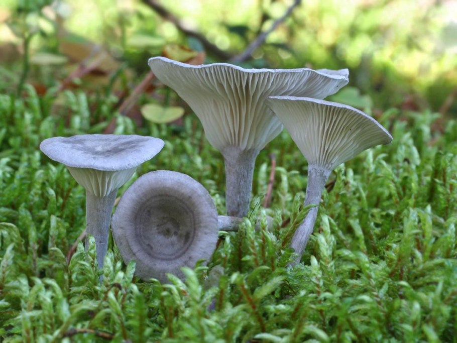 Грибы лисичка горбатая