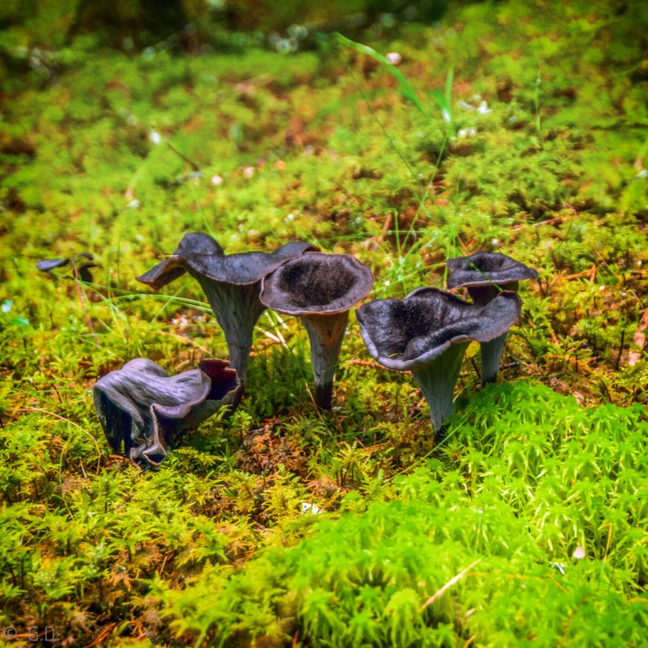 Craterellus fallax