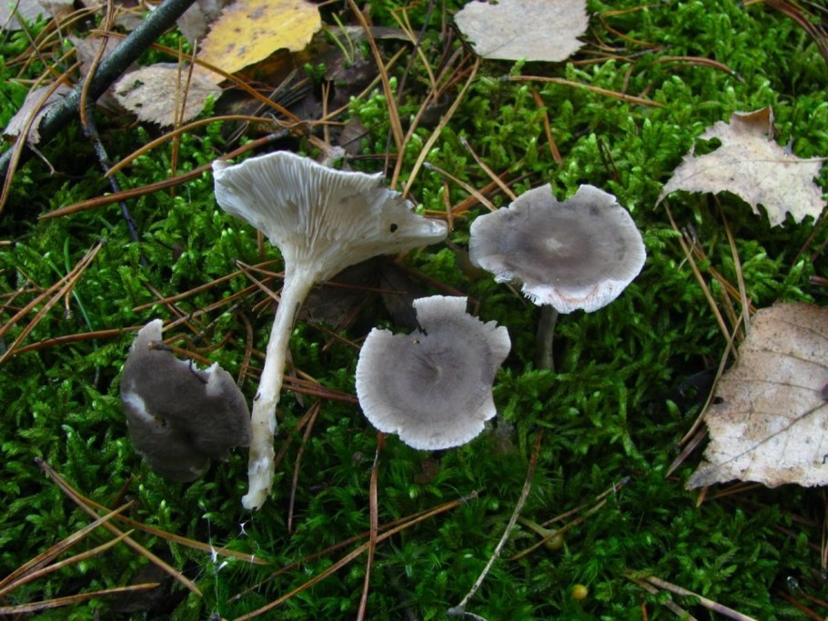 Cantharellula umbonata
