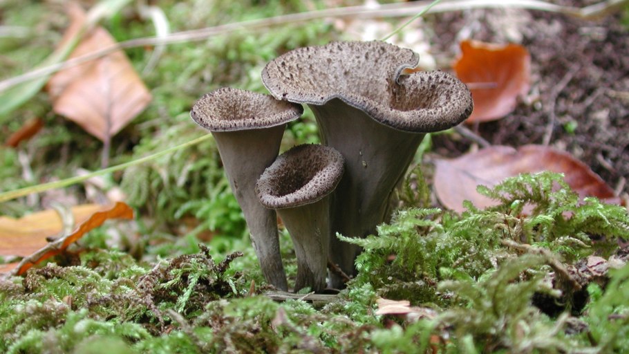 Craterellus cornucopioides