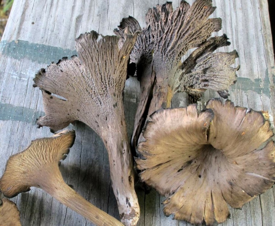 Серая лисичка гриб