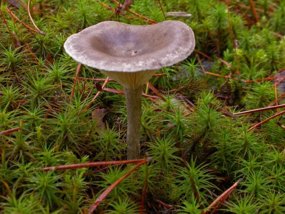 Лисичка горбатая