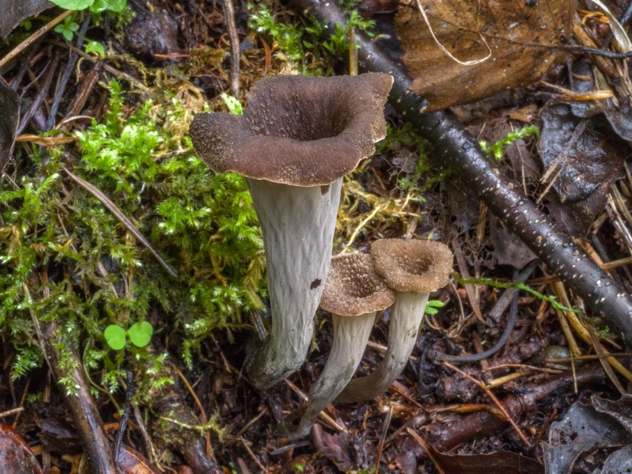 Вороночник трубковидный