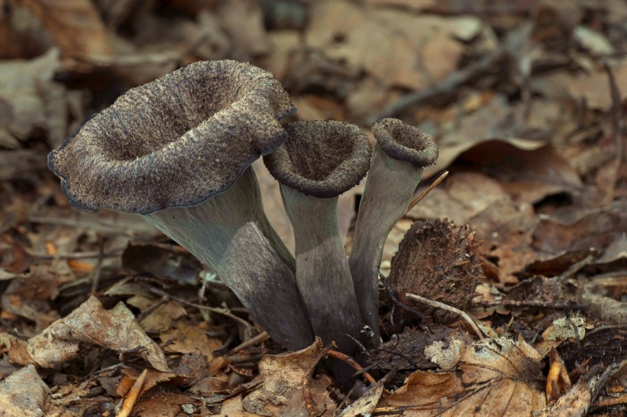 Вороночник рожковидный гриб