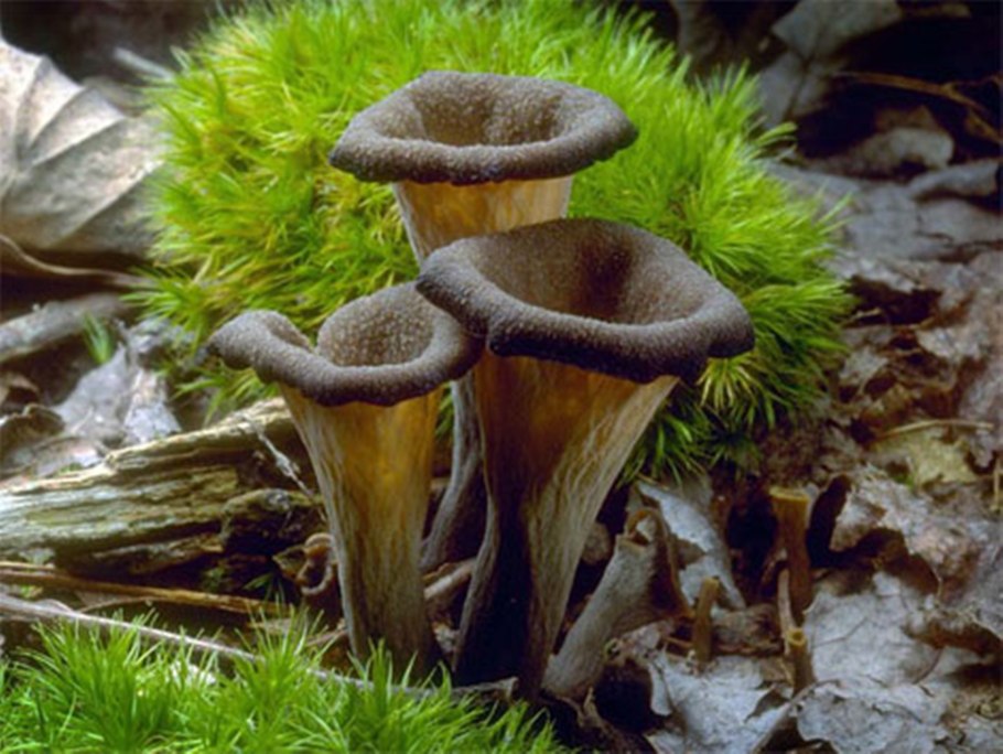 Craterellus fallax