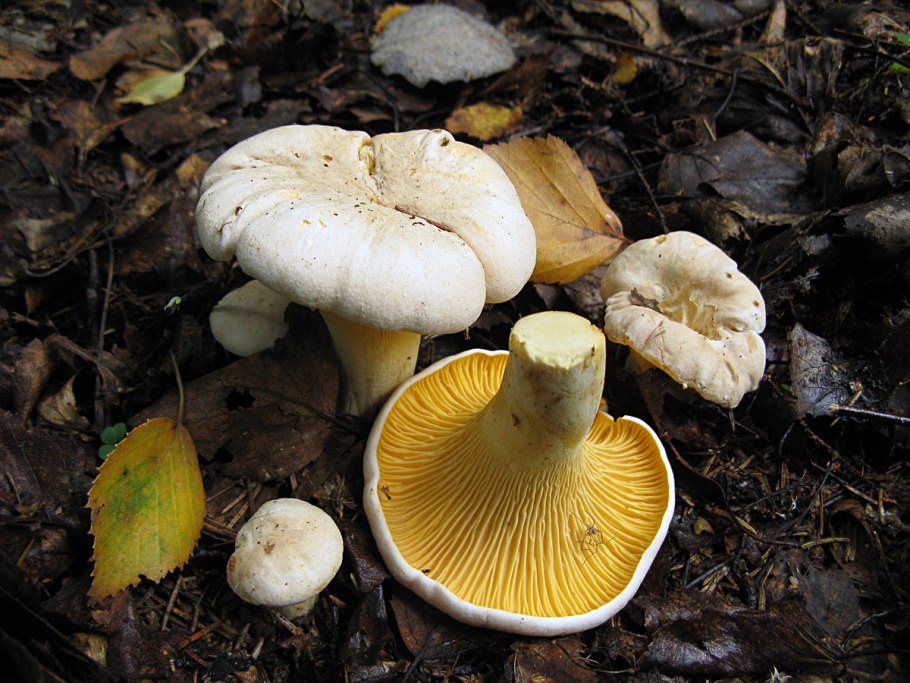 Белая лисичка гриб