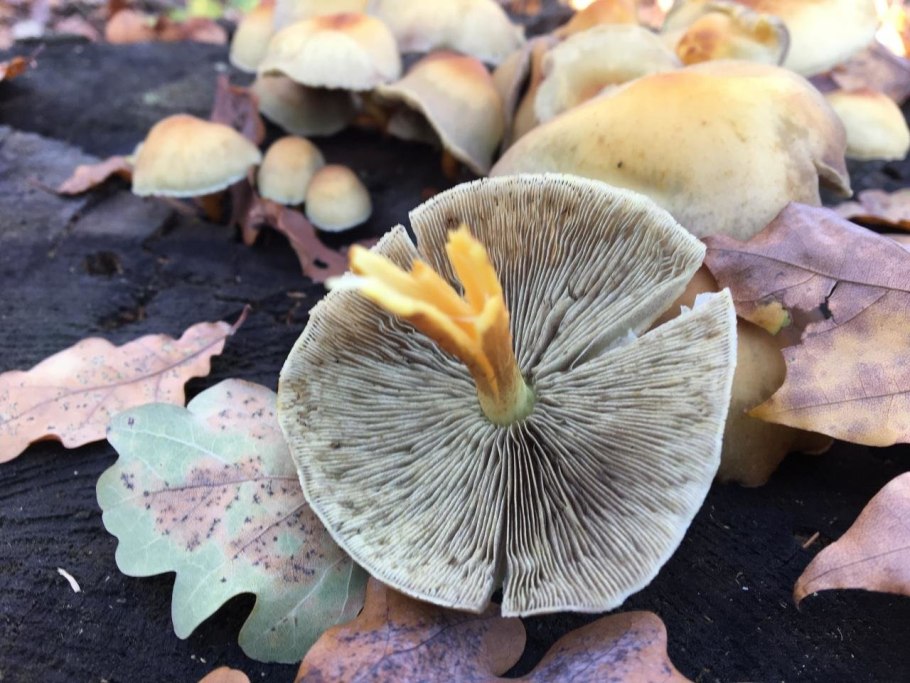 Ложноопёнок серно жёлтый гриб