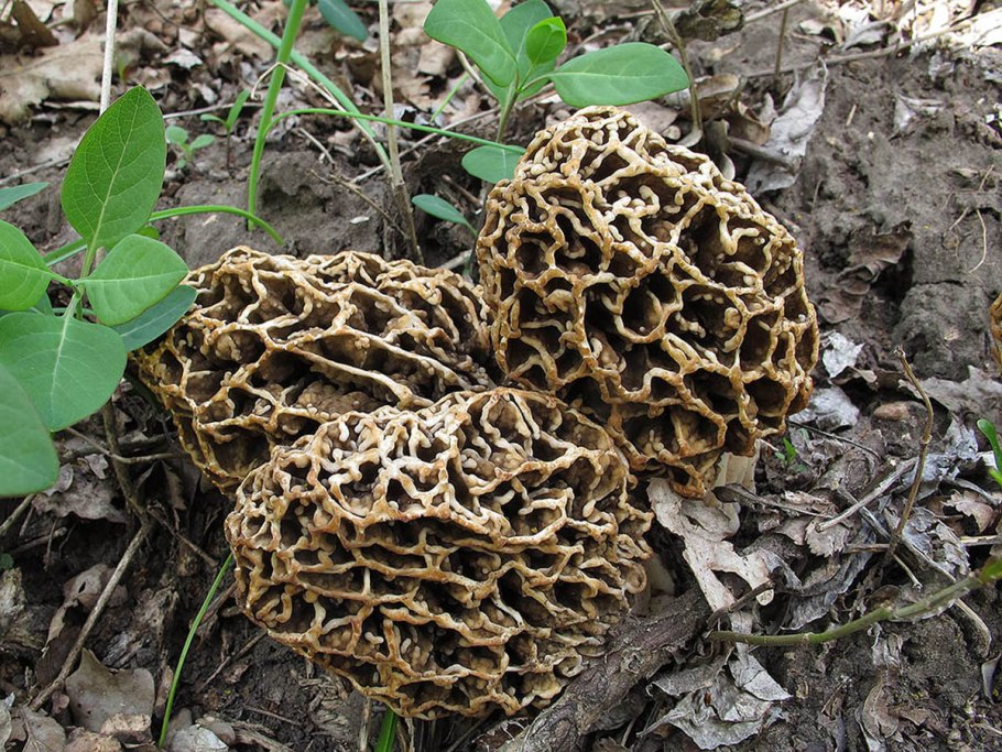 Майские грибы сморчки