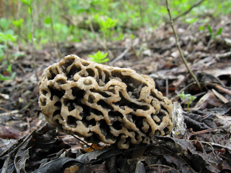 Сумчатые сморчки