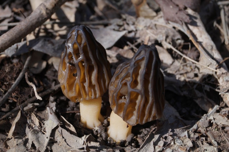 Сморчки грибы