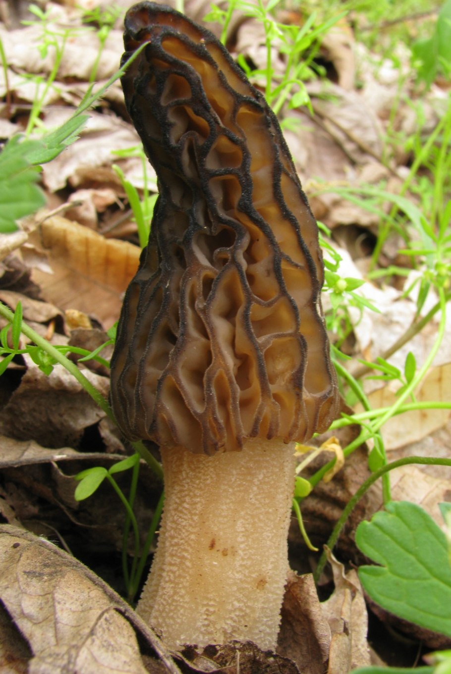 Сморчок обыкновенный съедобный