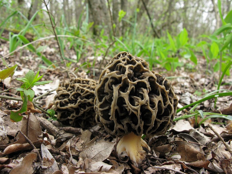 Сморчок Валуй