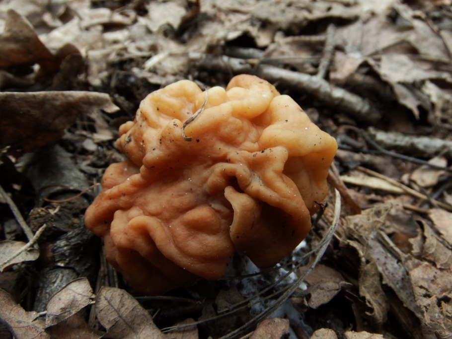 Сморчки Сибирские