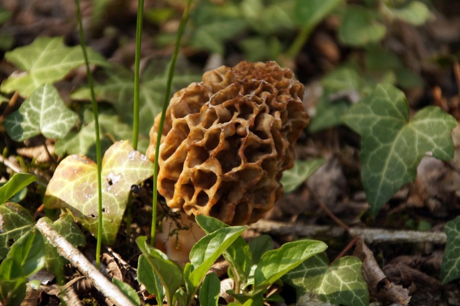 Сморчки грибы съедобные