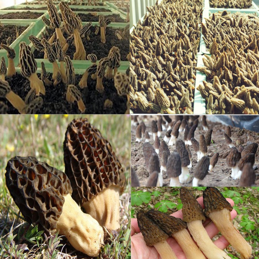 Сморчок и строчок