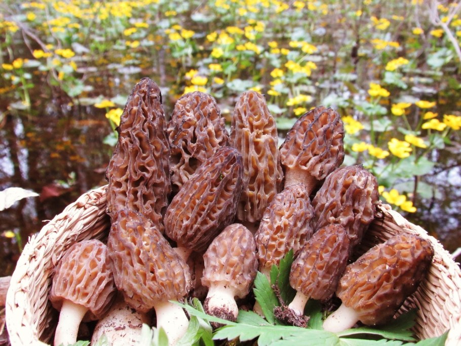 Первые грибы сморчки