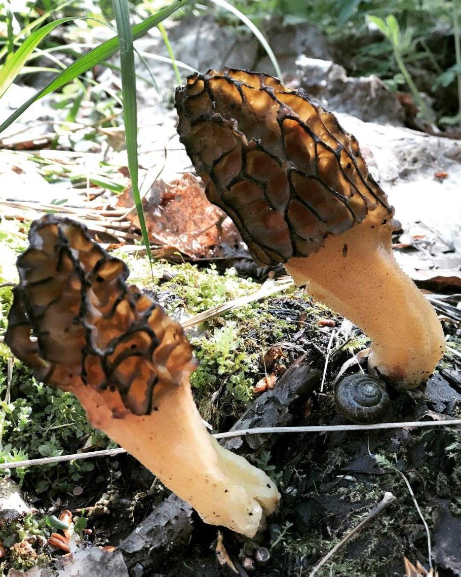 Сморчок Луговой