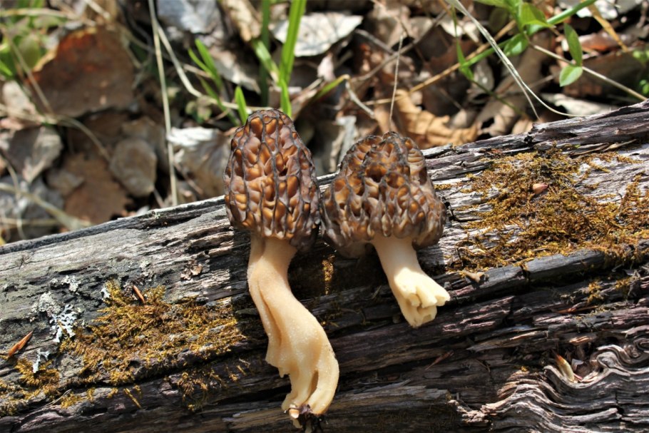 Сушка сморчковых грибов