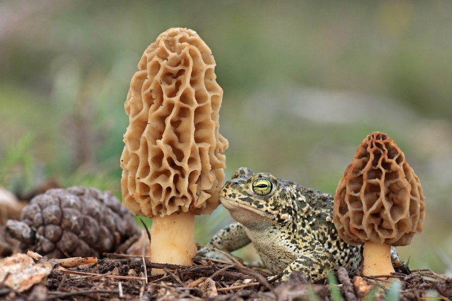 Псковские сморчки