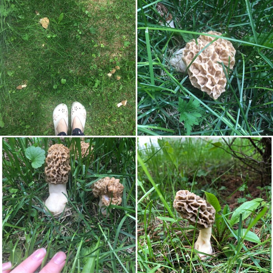 Сморчок луговой