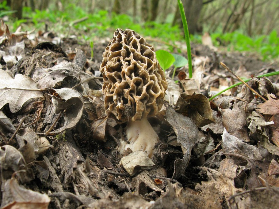 Сумчатые грибы сморчки